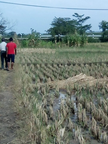 Tanah dijual di aerocity  di jalan lintas jawa kertajati kadipaten kabupaten majalengka