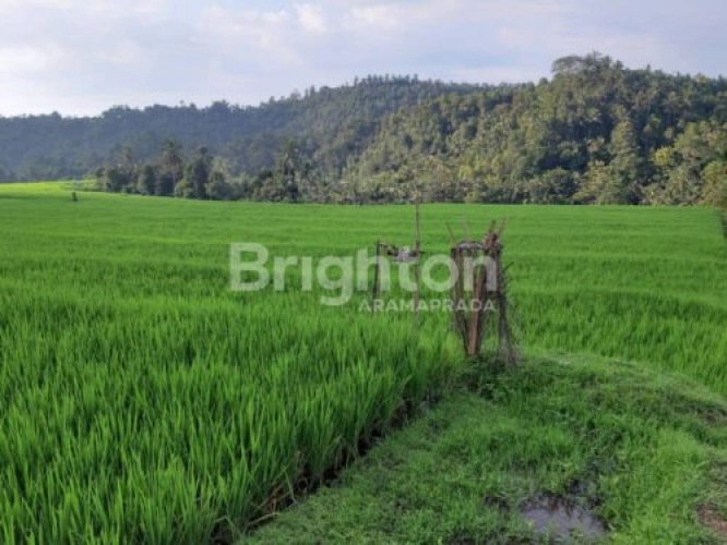 Tanah dijual di busungbiu kabupaten buleleng