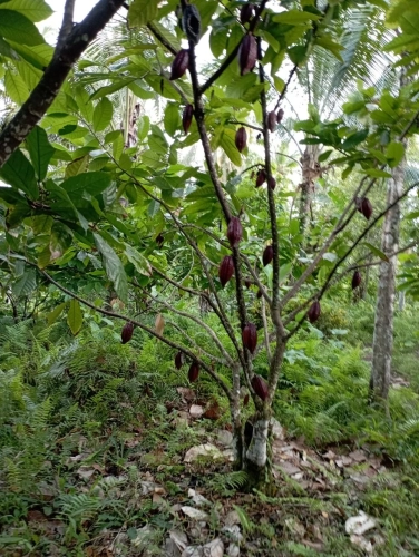 Jual tanah di penyaringan kabupaten jembrana